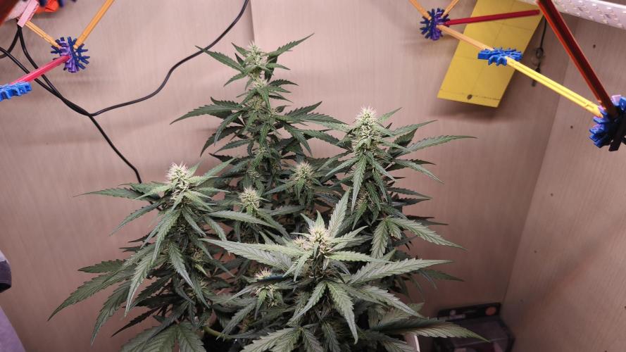 Gelato Auto. Week 6