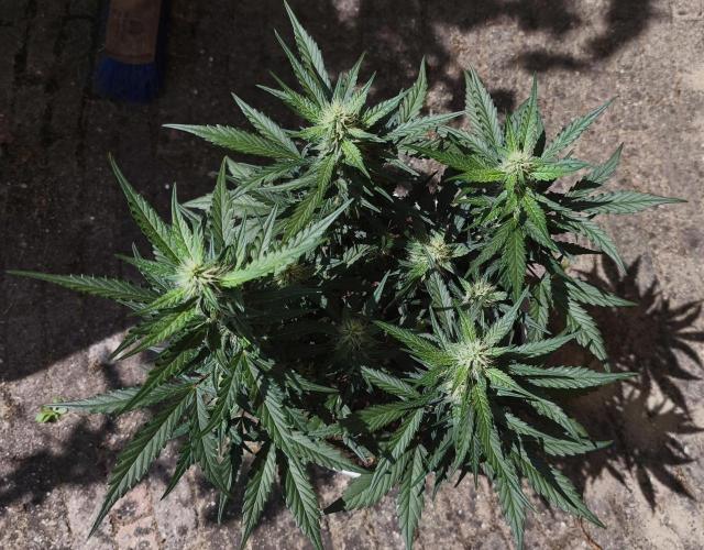 Gelato Auto. Week 6