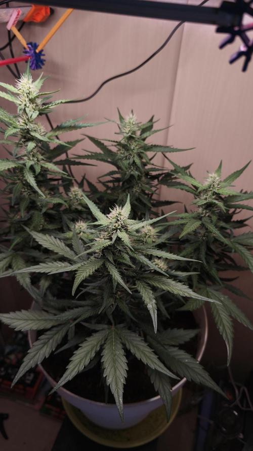 Gelato Auto. Week 7
