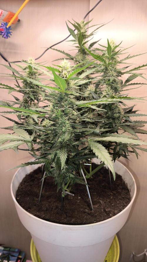Gelato Auto. Week 7