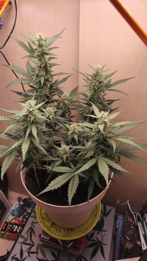 Gelato Auto. Week 7