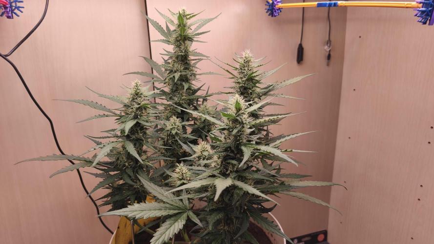 Gelato Auto. Week 7