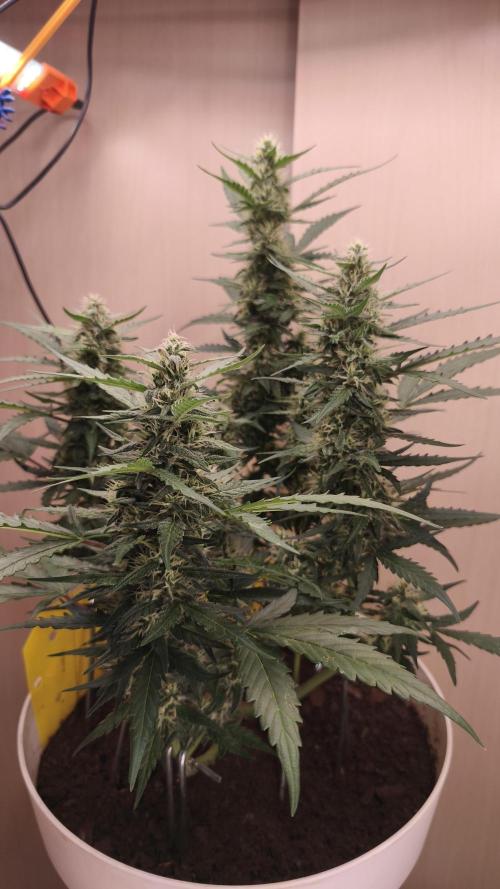Closet grown Gelato. Week 7 - day 47