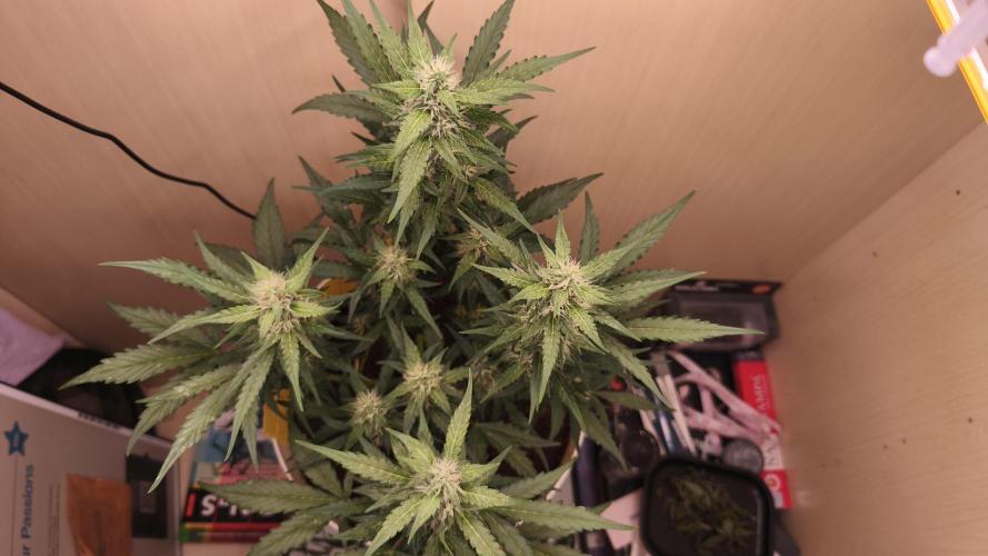 Closet grown Gelato. Week 7 - day 47