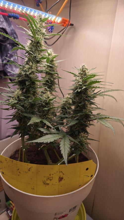 Gelato Auto. Week 7
