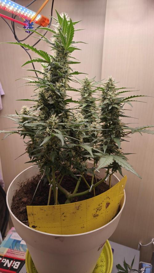 Closet grown Gelato. Week 7 - day 49