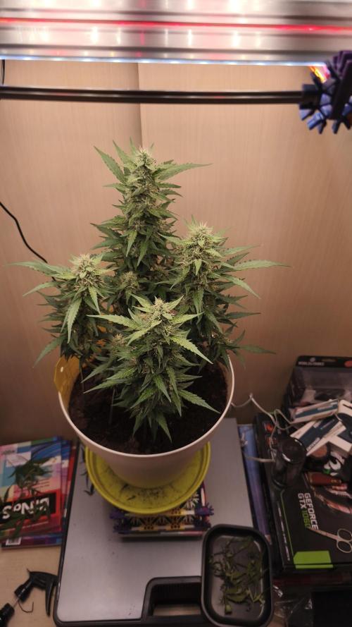 Closet grown Gelato. Week 8 - 51th day