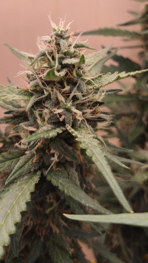 Closet grown Gelato. Week 8 - 51th day