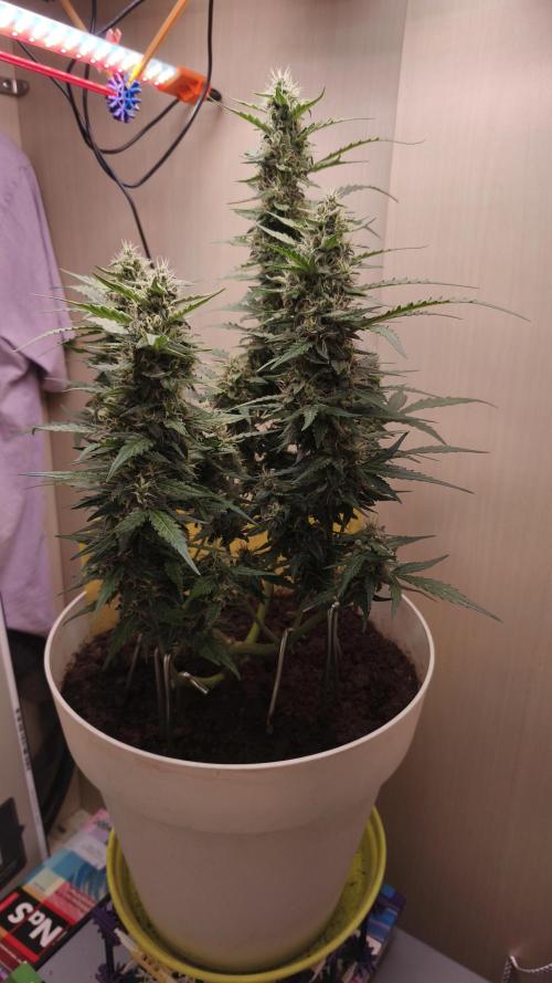 Closet grown Gelato. Week 8 - 52nd day