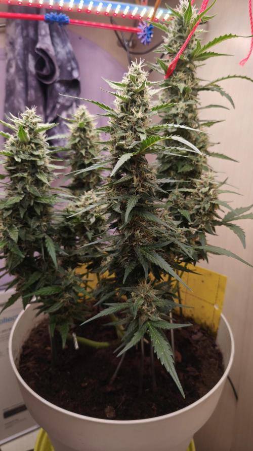Closet grown Gelato. Week 8 - 53rd day