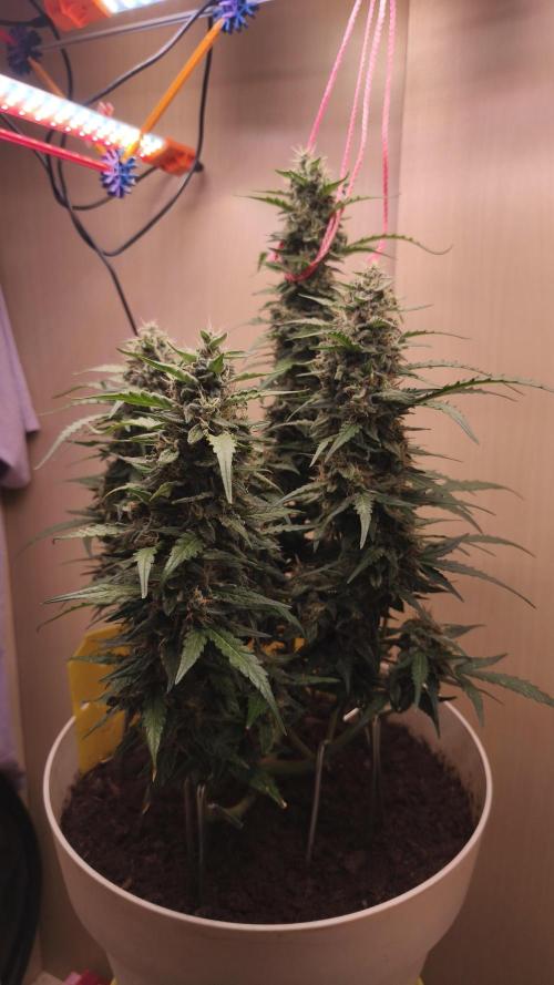 Closet grown Gelato. Week 9 - 58th day