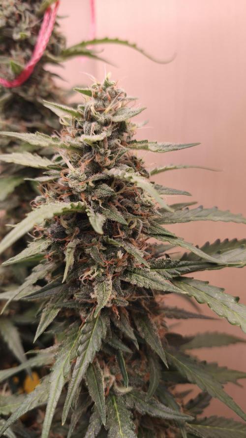Closet grown Gelato. Week 9 - 58th day
