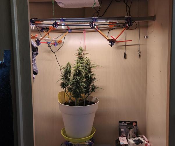 Closet grown Gelato. Week 9 - 58th day