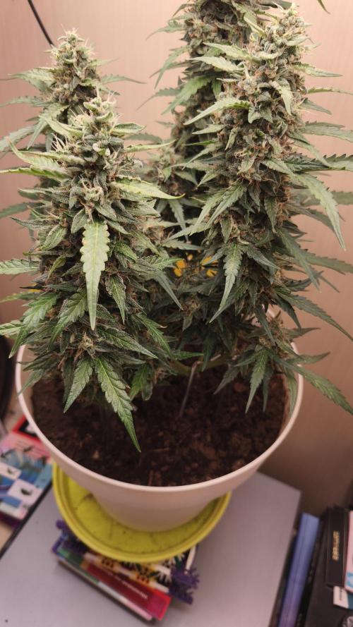 Closet grown Gelato. Week 9 - day 59