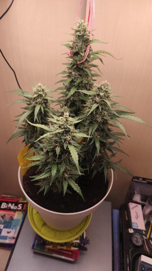 Closet grown Gelato. Week 9 - 60th day