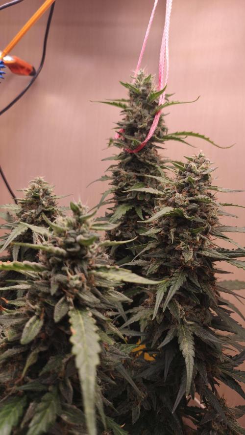 Closet grown Gelato. Week 9 - 61st day 