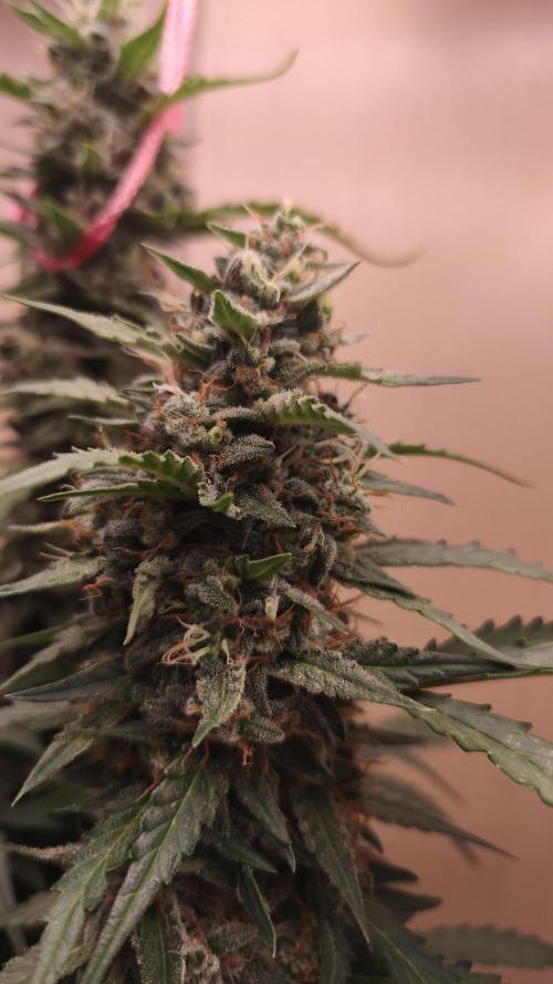 Closet grown Gelato. Week 9 - the trichomes haven't got much amber in them yet.