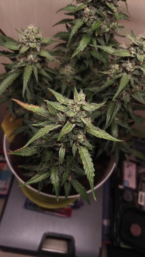 Closet grown Gelato. Week 9 - 62nd day
