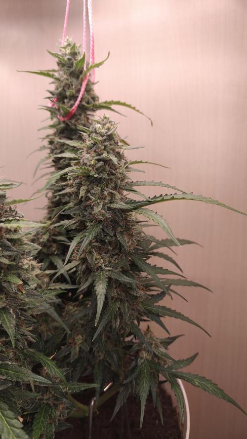 Closet grown Gelato. Week 9 - 63rd day