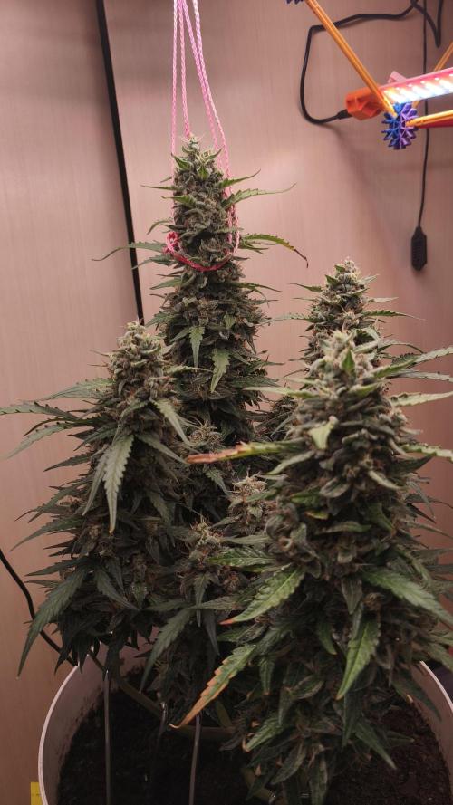 Closet grown Gelato. Week 9 - 63rd day