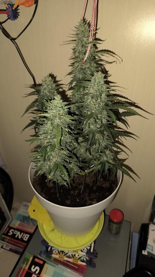 Closet grown Gelato. Week 9 - day 64