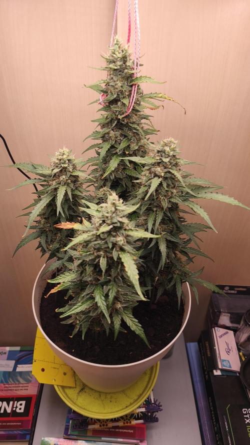 Closet grown Gelato. Week 10 - day 65