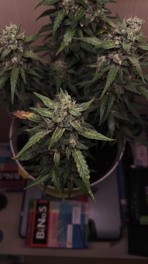 Closet grown Gelato. Week 10 - day 65