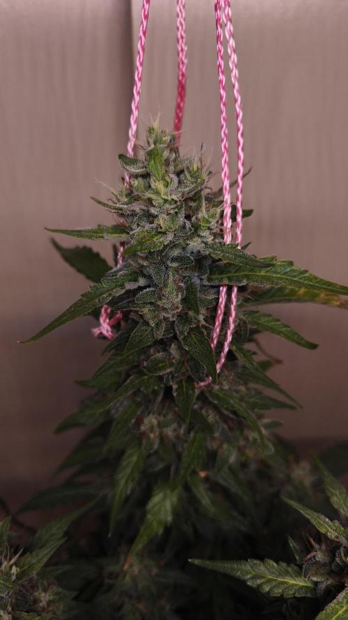 Closet grown Gelato. Week 10 - close up, main top.