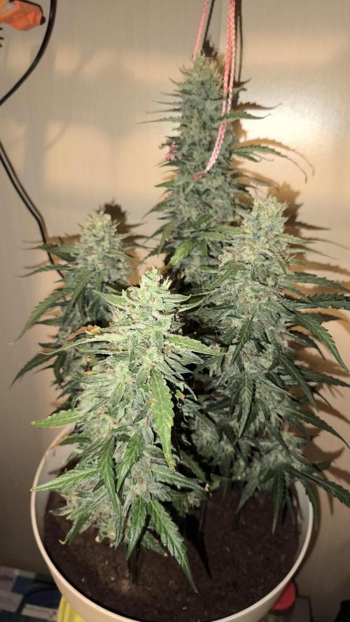 Closet grown Gelato. Week 10 - day 66