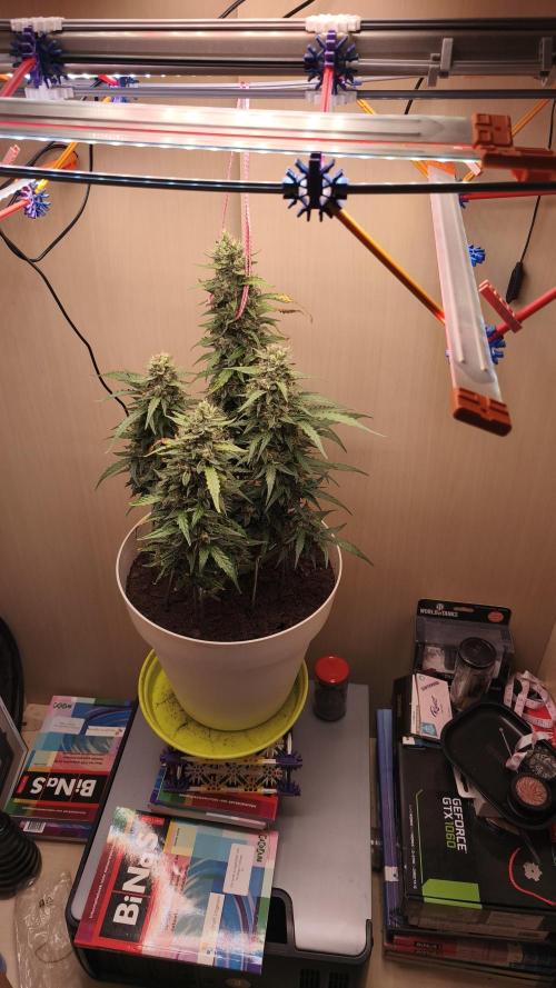 Gelato Auto. Week 10