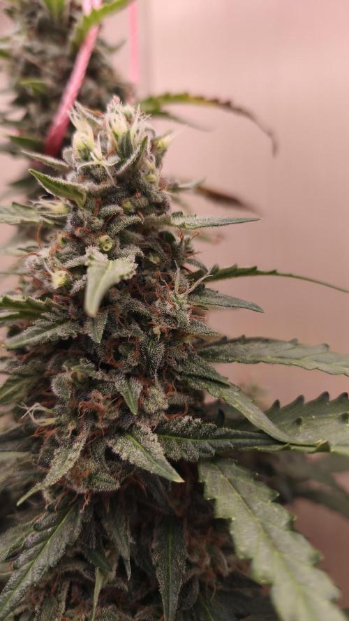 Gelato Auto. Week 10