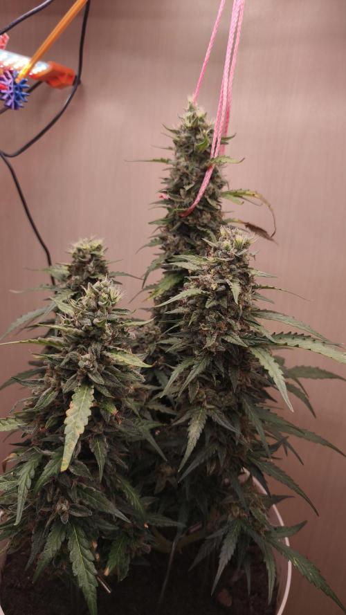 Gelato Auto. Week 10
