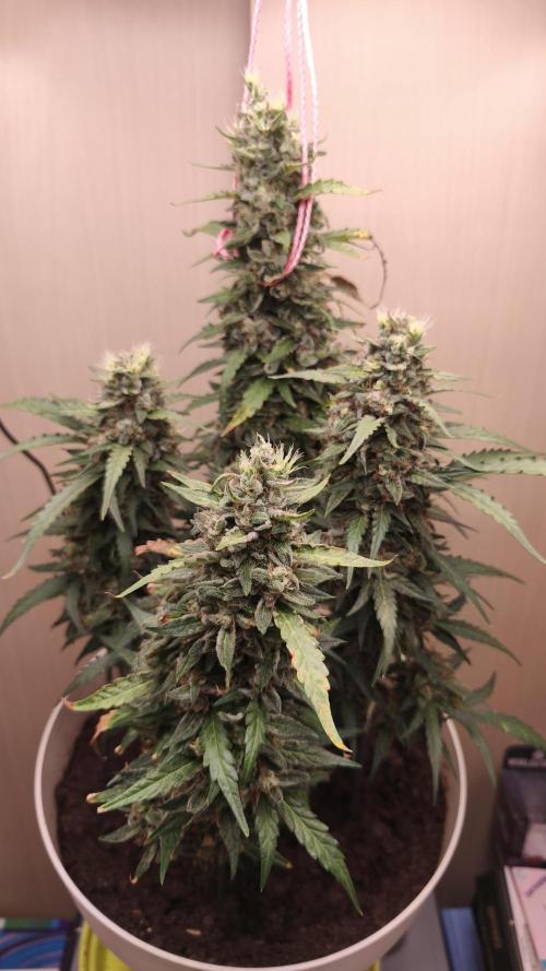 Gelato Auto. Week 10
