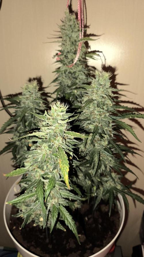 Gelato Auto. Week 10