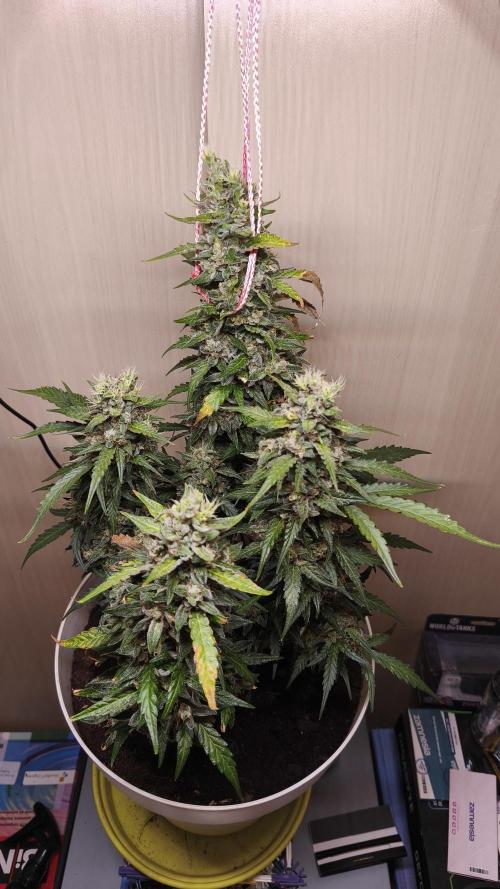 Closet grown Gelato. Week 10 - day 71