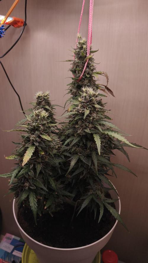 Closet grown Gelato. Week 10 - day 72