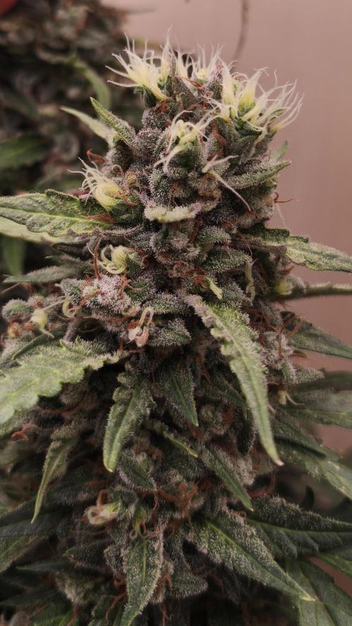 Gelato Auto. Week 10