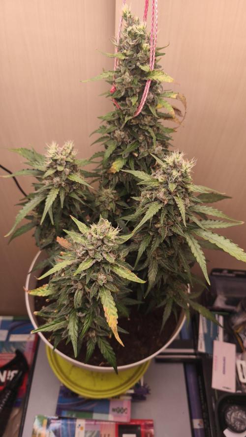 Closet grown Gelato. Week 11
