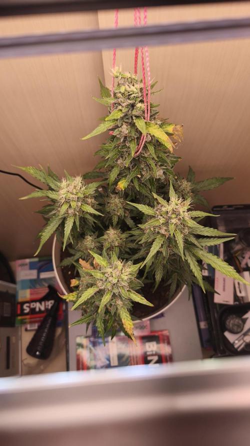 Closet grown Gelato. Week 11