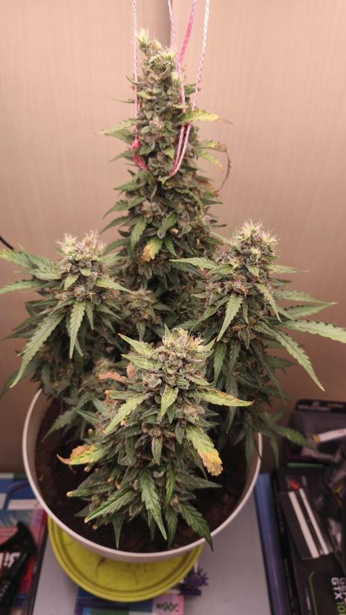 Gelato Auto. Week 11