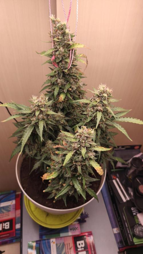 Closet grown Gelato. Week 12 - her last day