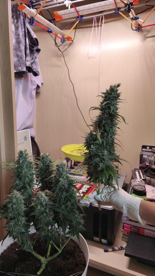 Closet grown Gelato. Week 12
