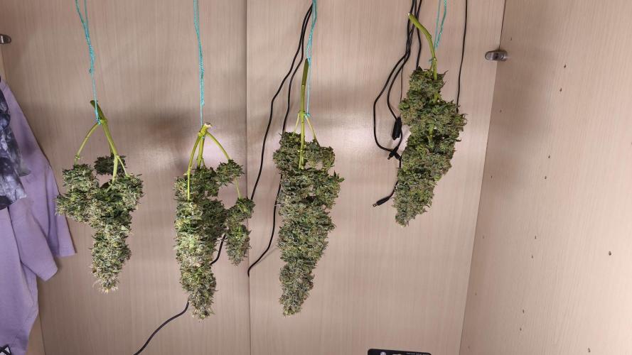 Closet grown Gelato. Week 12