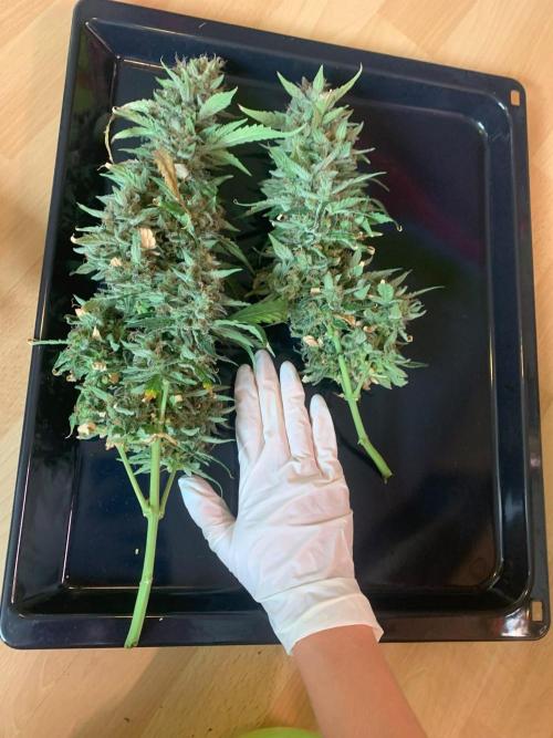 Closet grown Gelato. Week 12