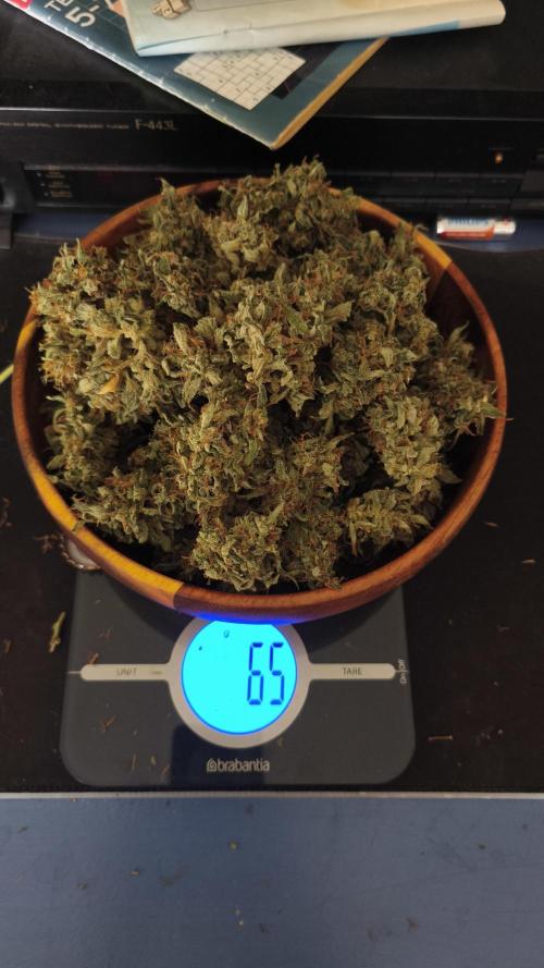Closet grown Gelato. Week 12