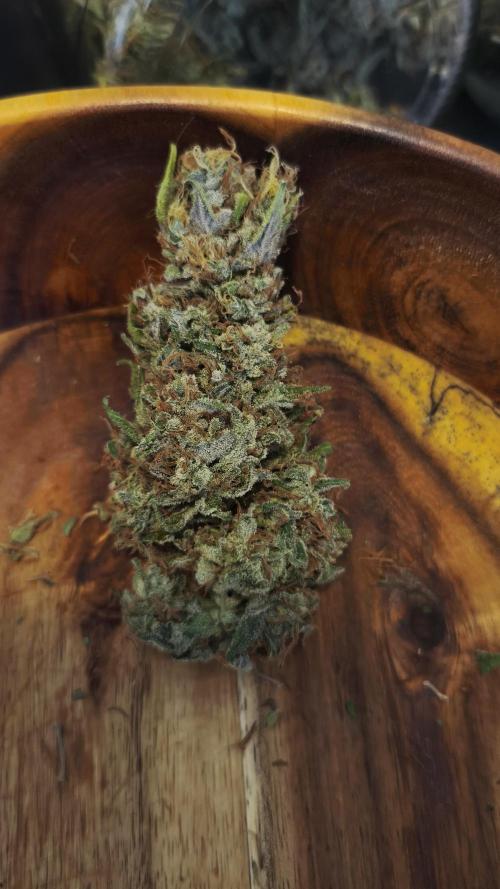 Closet grown Gelato. Week 12