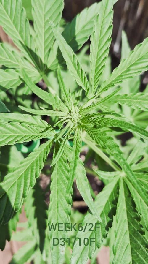 • GUAVA • OUTDOOR •