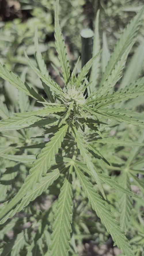 • GORILLA COOKIES • OUTDOOR •