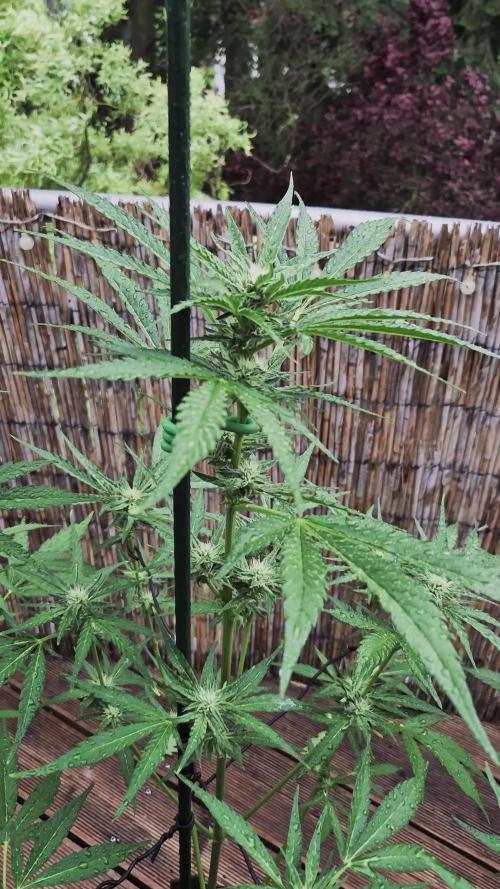 • GUAVA • OUTDOOR •