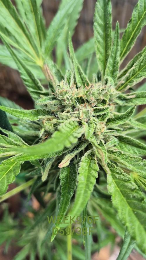 • GUAVA • OUTDOOR •